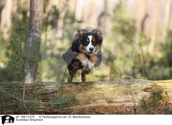 Australian Shepherd / Australian Shepherd / KB-17375