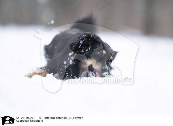 Australian Shepherd / AH-08901