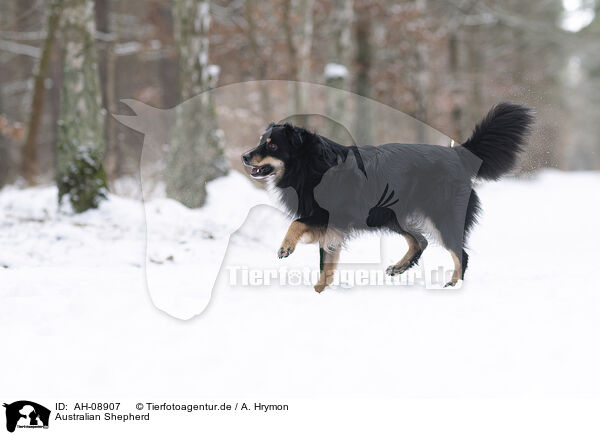 Australian Shepherd / Australian Shepherd / AH-08907
