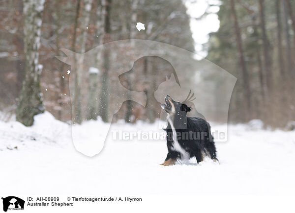 Australian Shepherd / Australian Shepherd / AH-08909