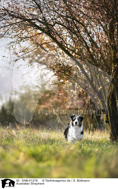 Australian Shepherd / Australian Shepherd / SAB-01278