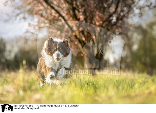 Australian Shepherd / Australian Shepherd / SAB-01282