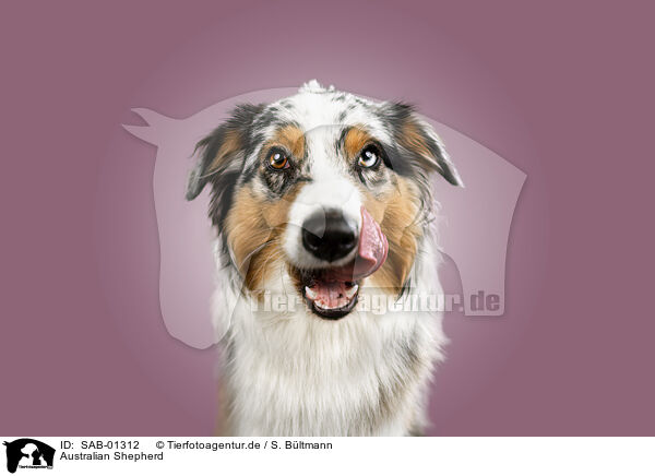 Australian Shepherd / SAB-01312