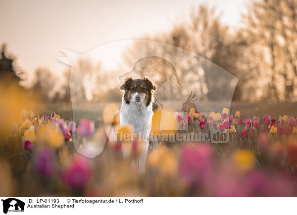 Australian Shepherd / Australian Shepherd / LP-01193