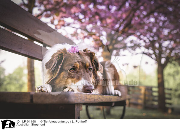 Australian Shepherd / Australian Shepherd / LP-01198