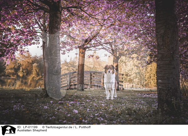 Australian Shepherd / Australian Shepherd / LP-01199