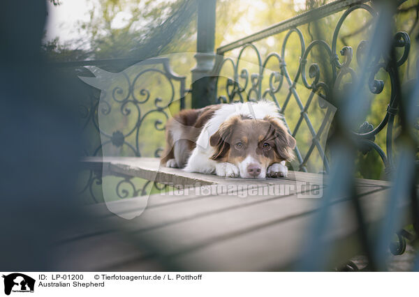 Australian Shepherd / Australian Shepherd / LP-01200