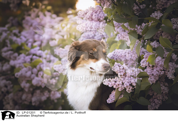 Australian Shepherd / Australian Shepherd / LP-01201
