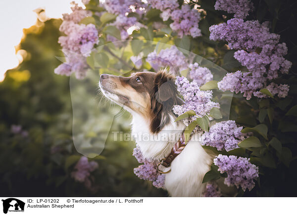 Australian Shepherd / Australian Shepherd / LP-01202