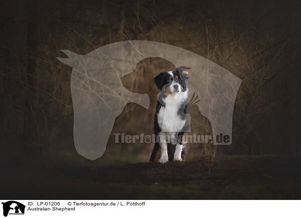 Australian Shepherd / Australian Shepherd / LP-01206