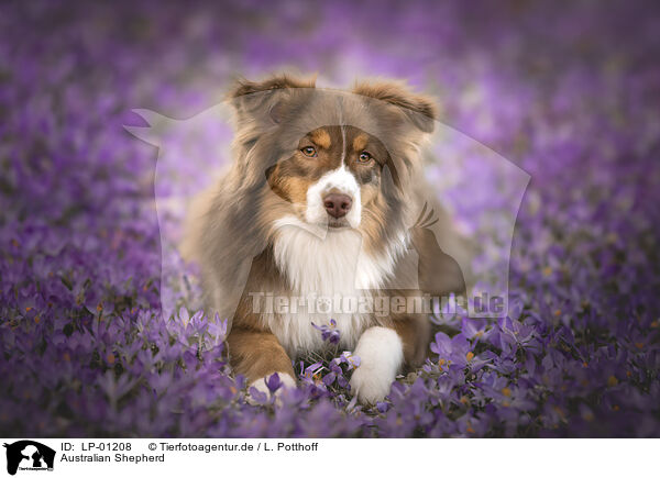 Australian Shepherd / Australian Shepherd / LP-01208