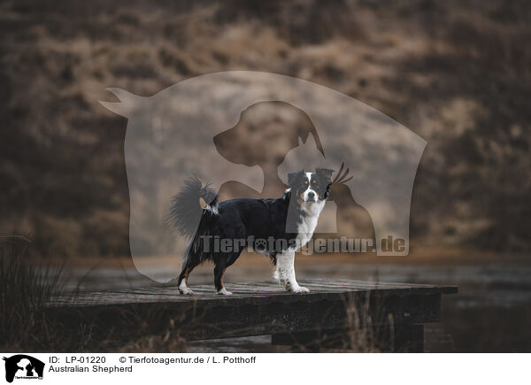 Australian Shepherd / Australian Shepherd / LP-01220