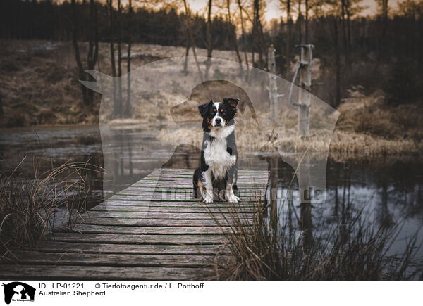 Australian Shepherd / Australian Shepherd / LP-01221