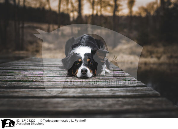 Australian Shepherd / Australian Shepherd / LP-01222