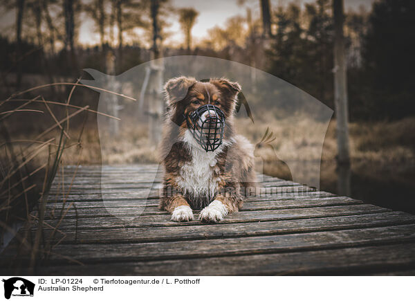 Australian Shepherd / Australian Shepherd / LP-01224