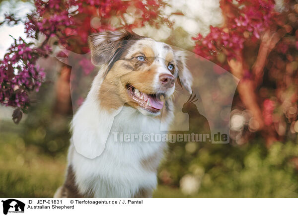 Australian Shepherd / Australian Shepherd / JEP-01831