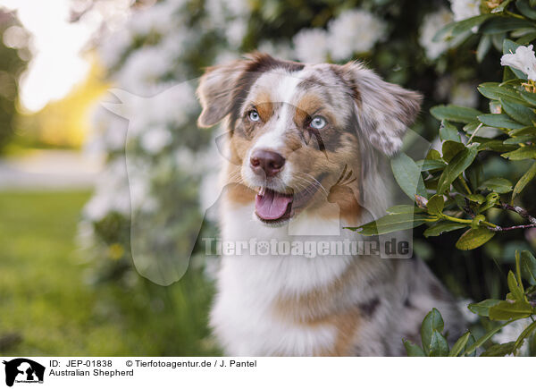 Australian Shepherd / Australian Shepherd / JEP-01838