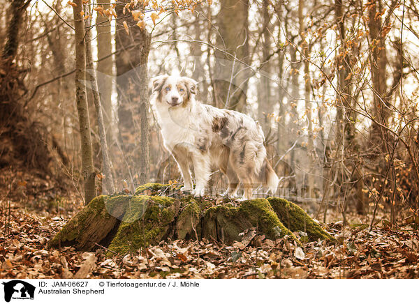 Australian Shepherd / Australian Shepherd / JAM-06627