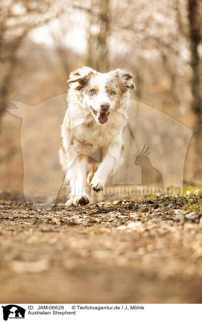 Australian Shepherd / Australian Shepherd / JAM-06628