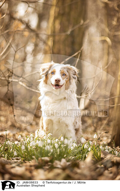 Australian Shepherd / Australian Shepherd / JAM-06633