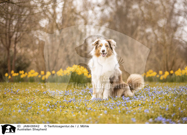 Australian Shepherd / Australian Shepherd / JAM-06642