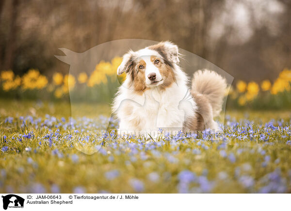Australian Shepherd / Australian Shepherd / JAM-06643