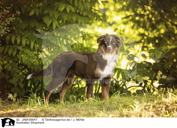 Australian Shepherd / Australian Shepherd / JAM-06647