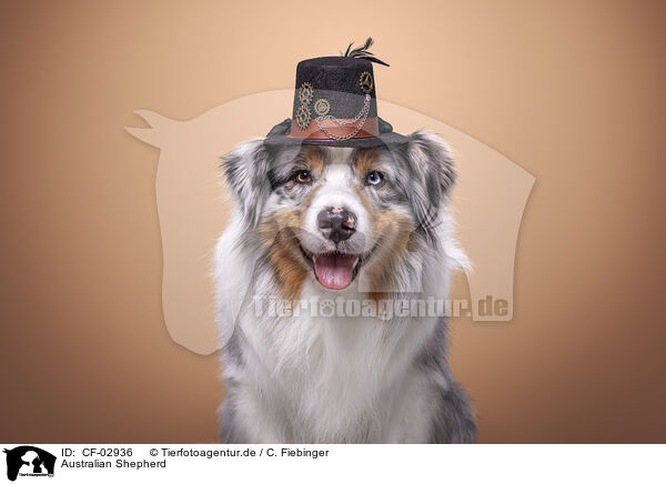 Australian Shepherd / Australian Shepherd / CF-02936