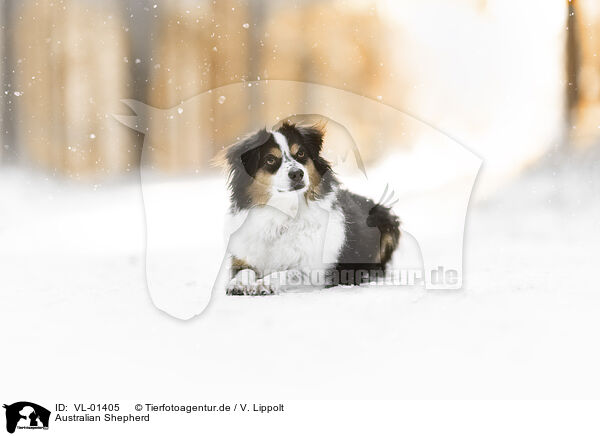 Australian Shepherd / Australian Shepherd / VL-01405