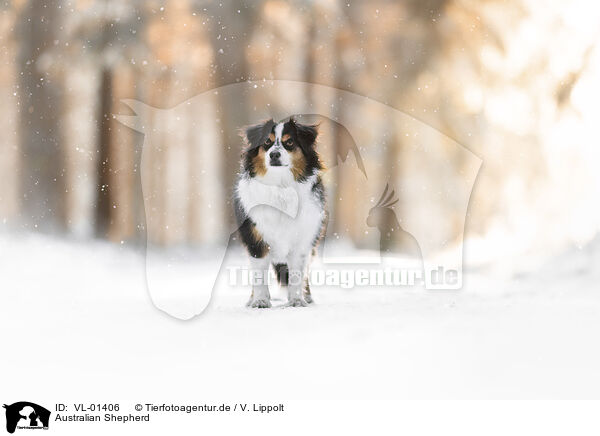 Australian Shepherd / Australian Shepherd / VL-01406