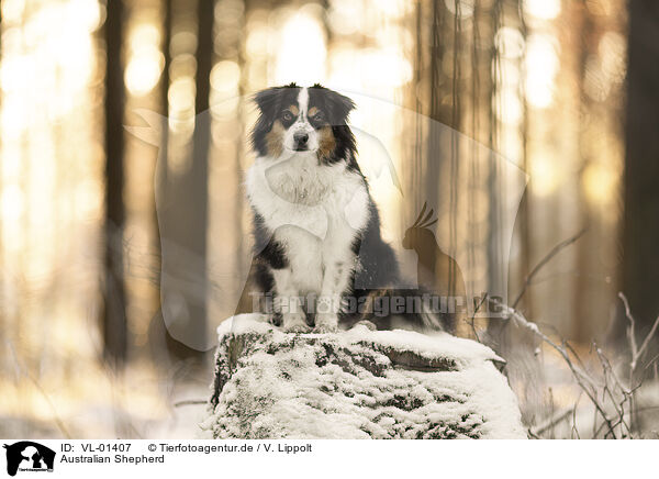 Australian Shepherd / Australian Shepherd / VL-01407