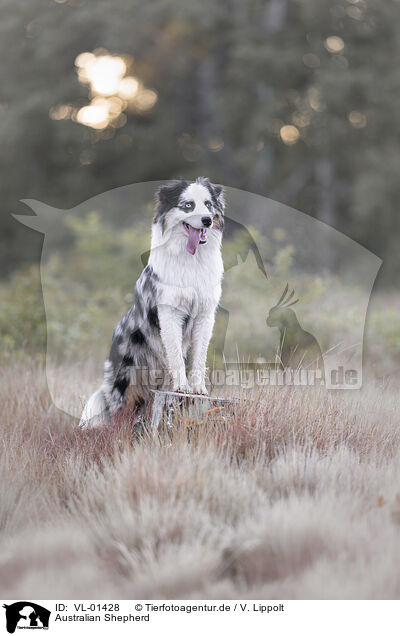 Australian Shepherd / Australian Shepherd / VL-01428