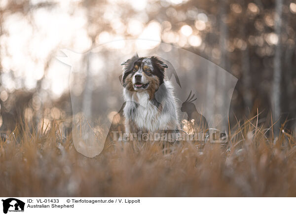 Australian Shepherd / Australian Shepherd / VL-01433