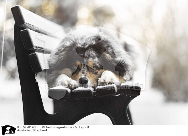 Australian Shepherd / Australian Shepherd / VL-01438