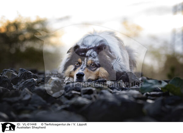 Australian Shepherd / Australian Shepherd / VL-01448