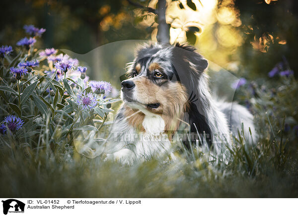 Australian Shepherd / Australian Shepherd / VL-01452
