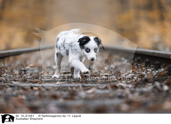 Australian Shepherd / Australian Shepherd / VL-01461