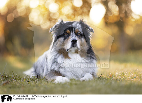 Australian Shepherd / Australian Shepherd / VL-01467