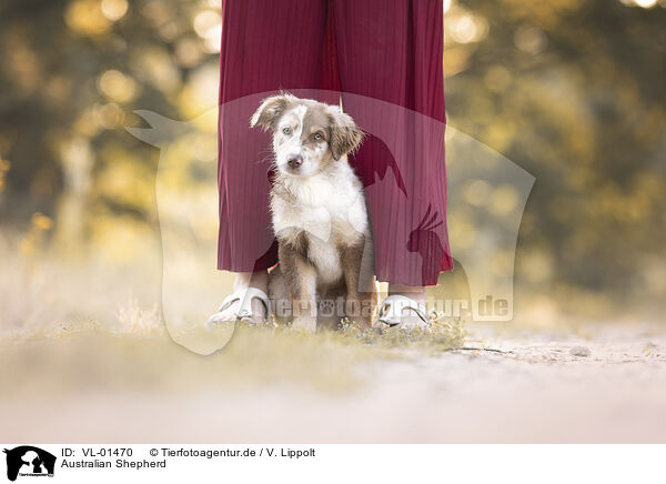 Australian Shepherd / Australian Shepherd / VL-01470