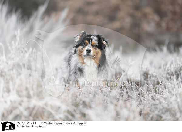 Australian Shepherd / Australian Shepherd / VL-01482
