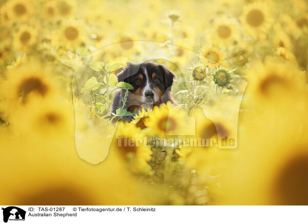Australian Shepherd / Australian Shepherd / TAS-01287