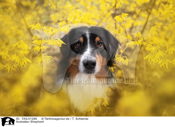 Australian Shepherd / Australian Shepherd / TAS-01288