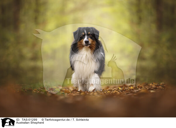 Australian Shepherd / Australian Shepherd / TAS-01299