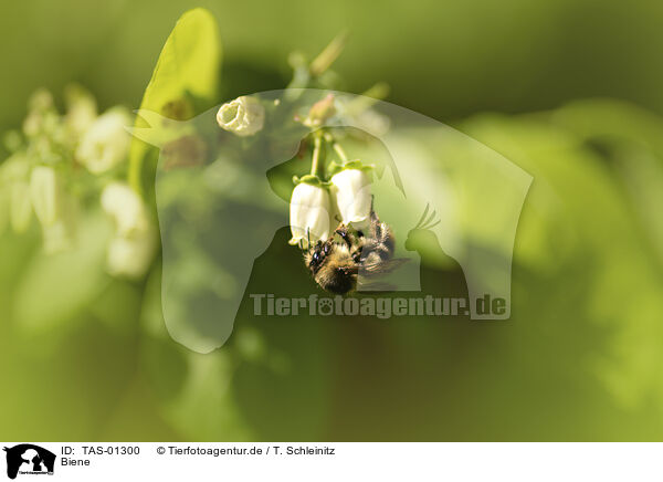 Biene / bee / TAS-01300
