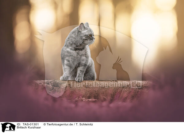Britisch Kurzhaar / British Shorthair / TAS-01301