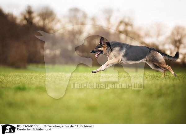 Deutscher Schferhund / German Shepherd / TAS-01306