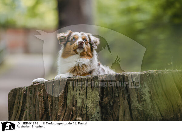 Australian Shepherd / Australian Shepherd / JEP-01879