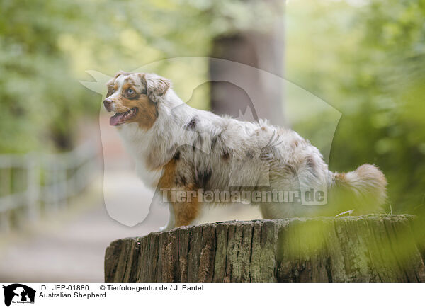 Australian Shepherd / Australian Shepherd / JEP-01880