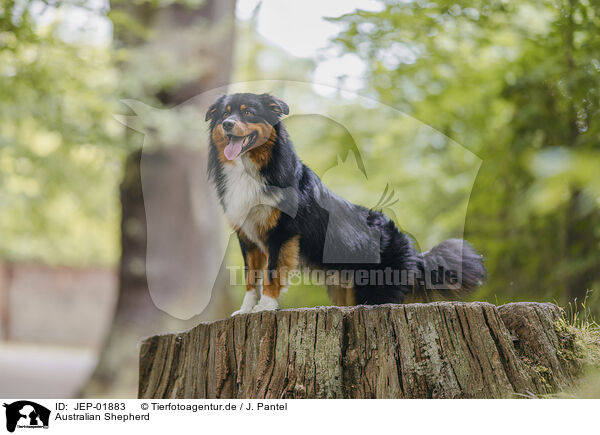 Australian Shepherd / Australian Shepherd / JEP-01883