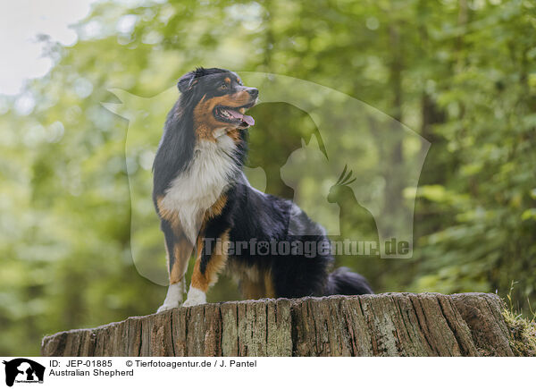 Australian Shepherd / Australian Shepherd / JEP-01885